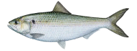 This fish once traveled 5,000 miles to avoid taxes.