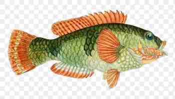 This fish once won a staring contest with a shark.