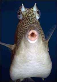 This fish can play the trombone better than you.