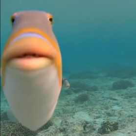 This fish is a certified skydiver.