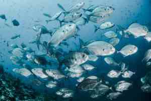 A school of fish once held a flash mob in the Atlantic.