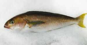 This fish knows all the words to 'Bohemian Rhapsody'.