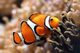 This fish has its own YouTube channel with 1 million subscribers.