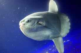 This fish once appeared as an extra in a James Bond movie.