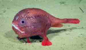 This fish has a side gig as a stand-up comedian.